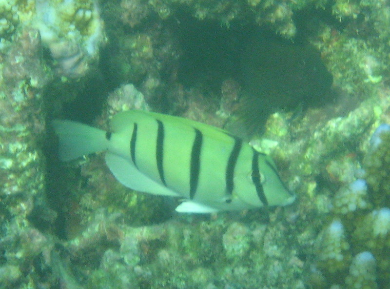 Taveuni-Island-Fiji-Underwater-Snorkeling-Pictures-214