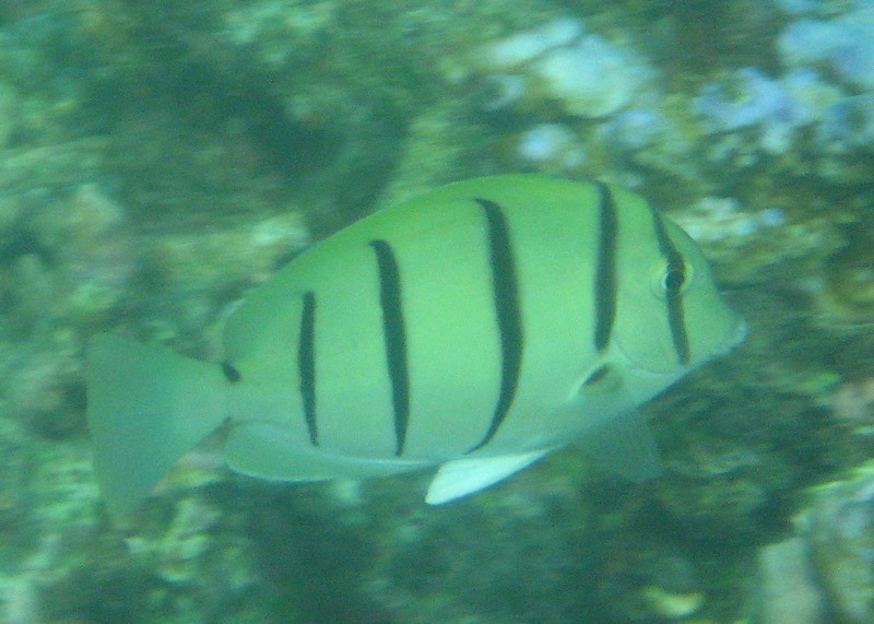 Taveuni-Island-Fiji-Underwater-Snorkeling-Pictures-215