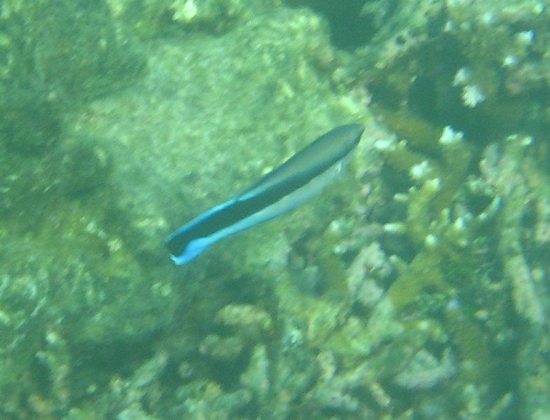 Taveuni-Island-Fiji-Underwater-Snorkeling-Pictures-221