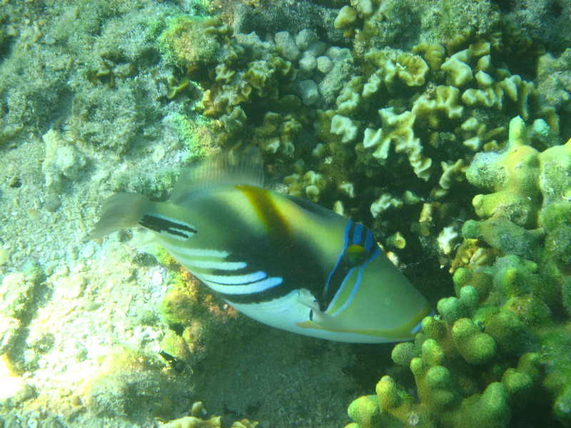 Taveuni-Island-Fiji-Underwater-Snorkeling-Pictures-222