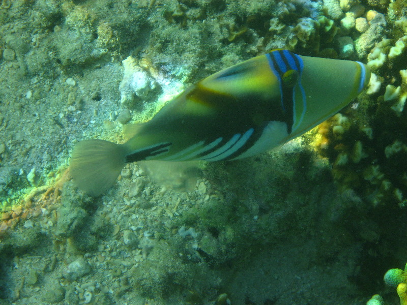 Taveuni-Island-Fiji-Underwater-Snorkeling-Pictures-223