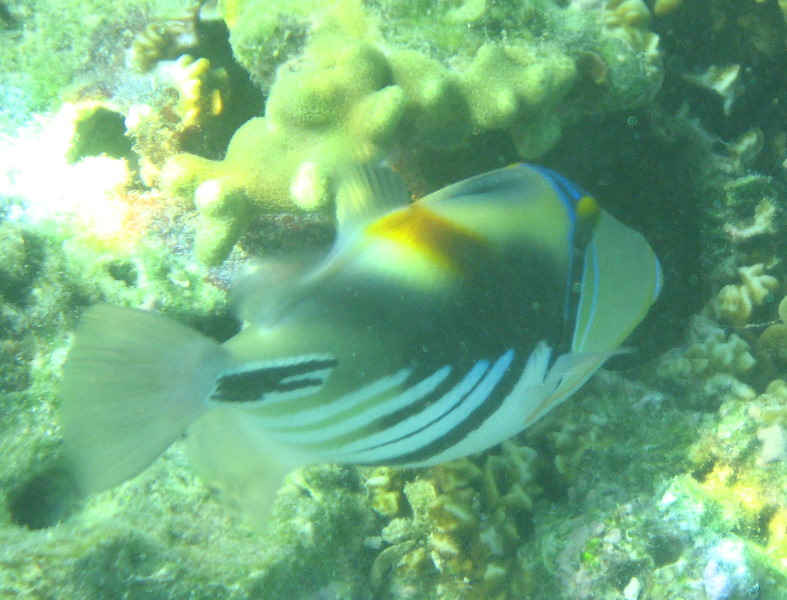 Taveuni-Island-Fiji-Underwater-Snorkeling-Pictures-224