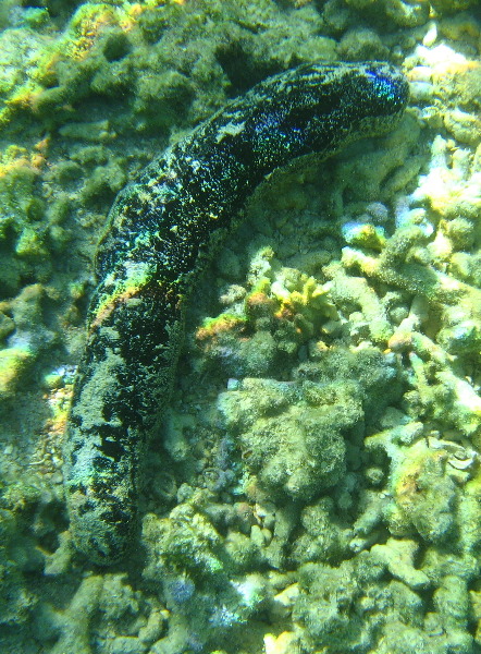 Taveuni-Island-Fiji-Underwater-Snorkeling-Pictures-225