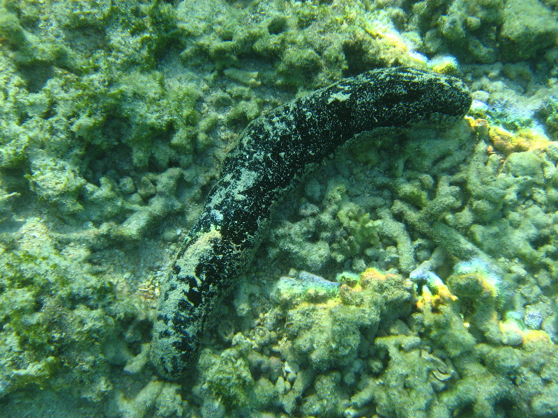 Taveuni-Island-Fiji-Underwater-Snorkeling-Pictures-226