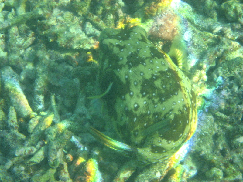 Taveuni-Island-Fiji-Underwater-Snorkeling-Pictures-228