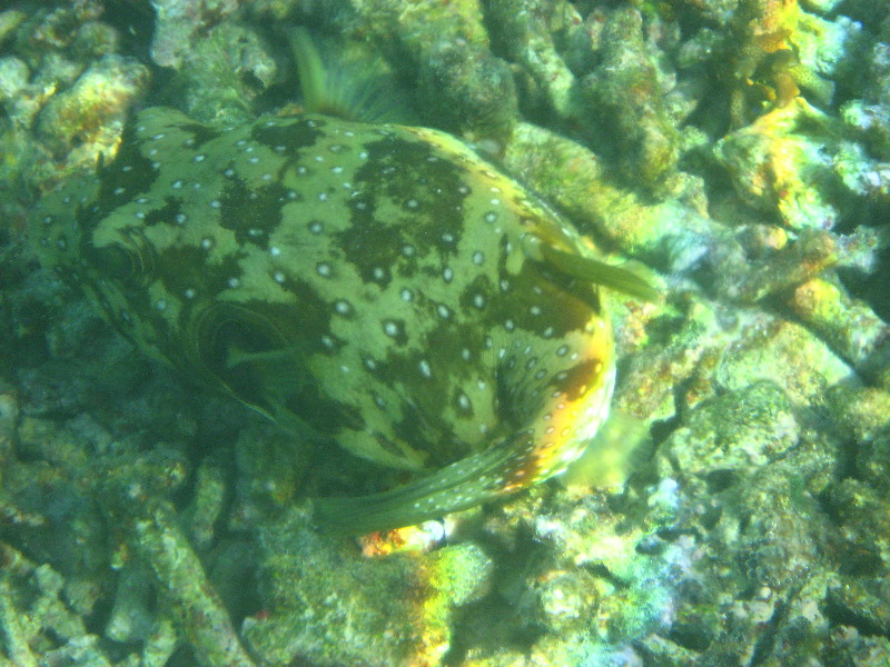 Taveuni-Island-Fiji-Underwater-Snorkeling-Pictures-229