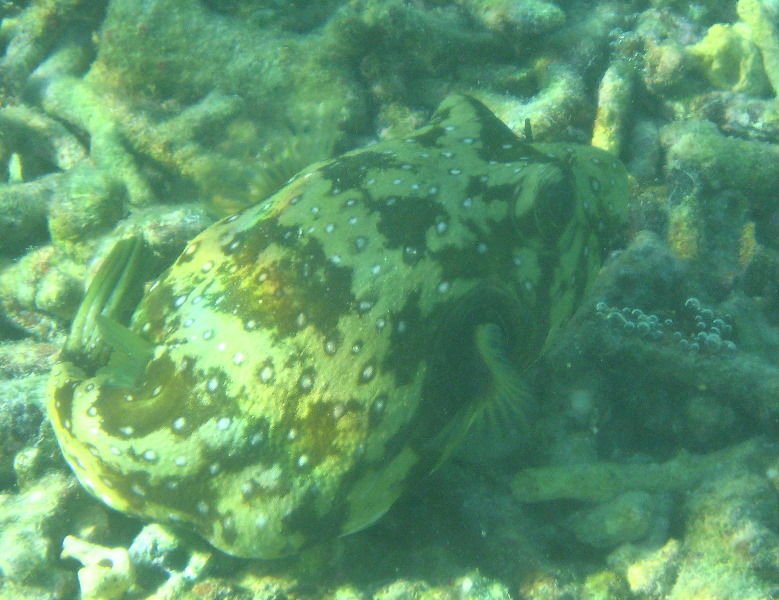 Taveuni-Island-Fiji-Underwater-Snorkeling-Pictures-230