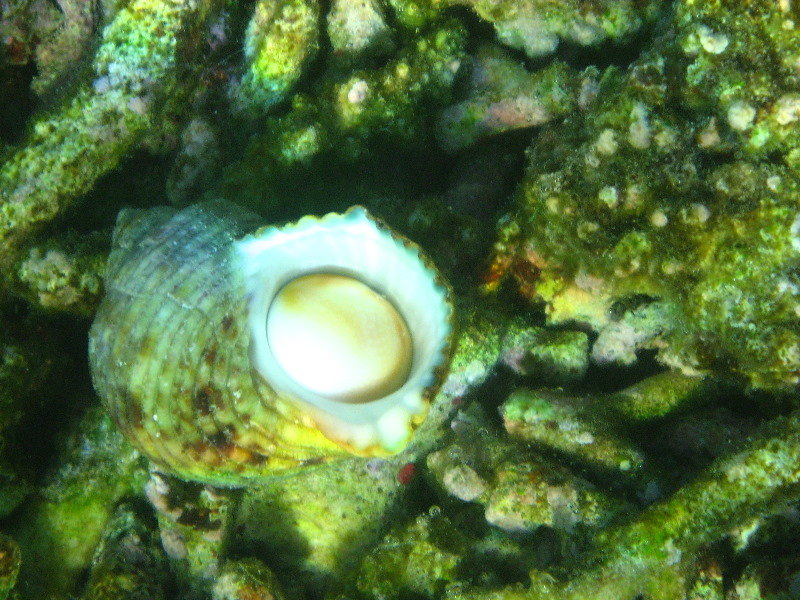 Taveuni-Island-Fiji-Underwater-Snorkeling-Pictures-231