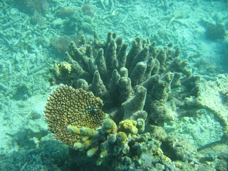 Taveuni-Island-Fiji-Underwater-Snorkeling-Pictures-232