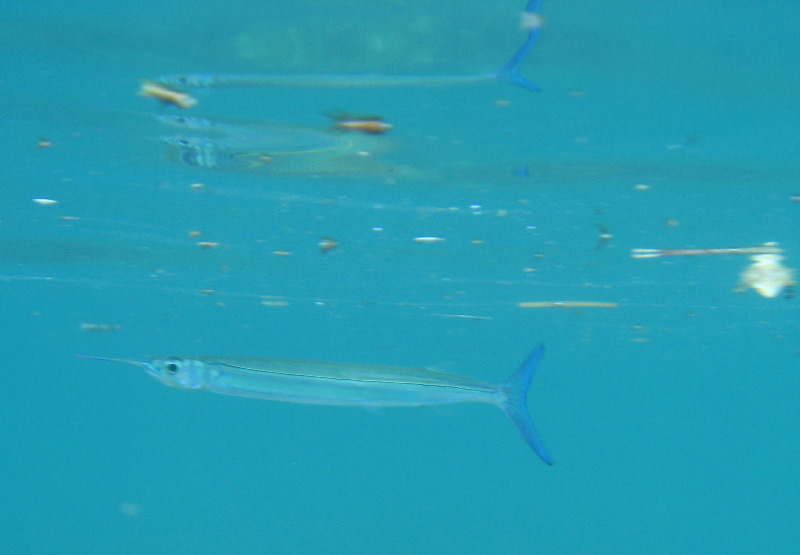 Taveuni-Island-Fiji-Underwater-Snorkeling-Pictures-233