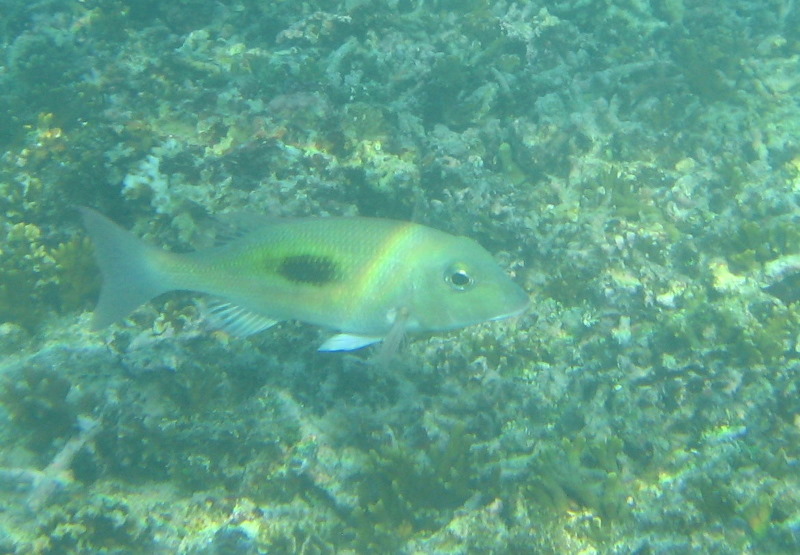 Taveuni-Island-Fiji-Underwater-Snorkeling-Pictures-235