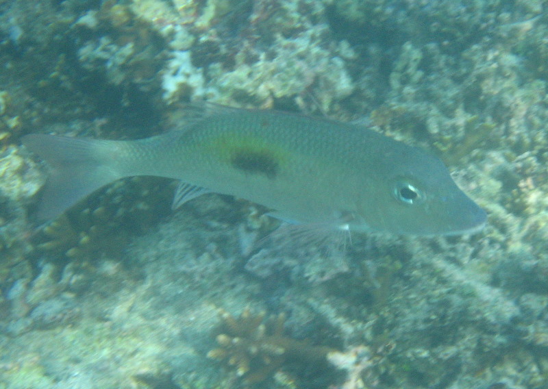Taveuni-Island-Fiji-Underwater-Snorkeling-Pictures-236