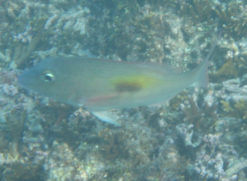 Taveuni-Island-Fiji-Underwater-Snorkeling-Pictures-237