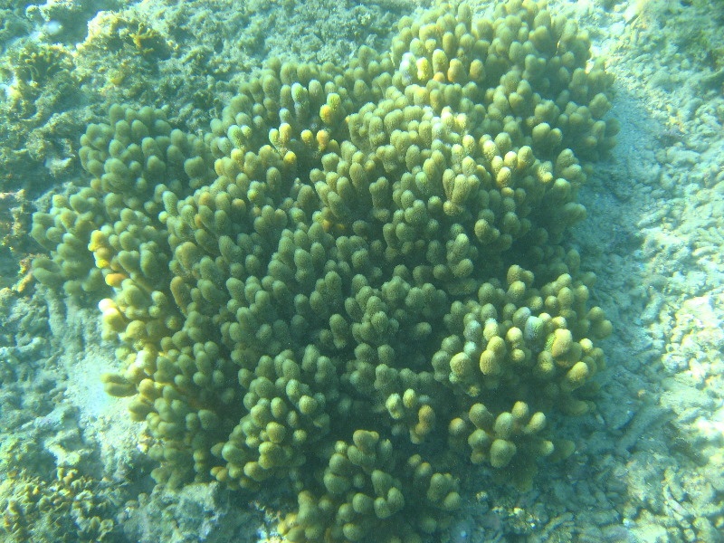 Taveuni-Island-Fiji-Underwater-Snorkeling-Pictures-238