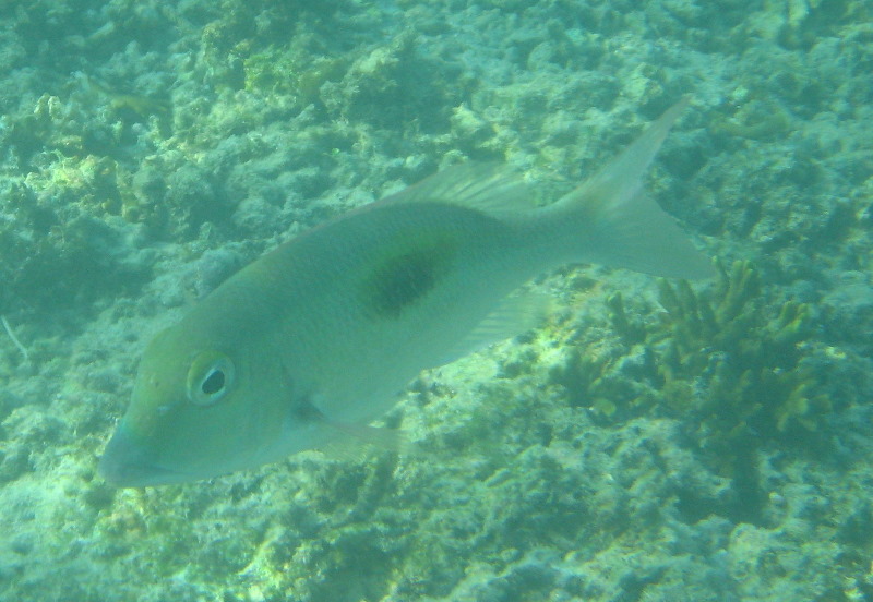 Taveuni-Island-Fiji-Underwater-Snorkeling-Pictures-239