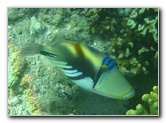 Taveuni-Island-Fiji-Underwater-Snorkeling-Pictures-001