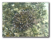Taveuni-Island-Fiji-Underwater-Snorkeling-Pictures-006