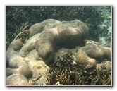 Taveuni-Island-Fiji-Underwater-Snorkeling-Pictures-012