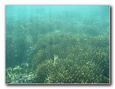 Taveuni-Island-Fiji-Underwater-Snorkeling-Pictures-015