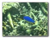 Taveuni-Island-Fiji-Underwater-Snorkeling-Pictures-016