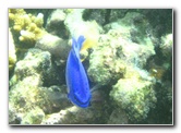 Taveuni-Island-Fiji-Underwater-Snorkeling-Pictures-017