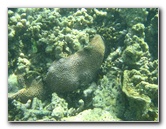 Taveuni-Island-Fiji-Underwater-Snorkeling-Pictures-018