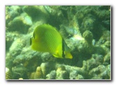 Taveuni-Island-Fiji-Underwater-Snorkeling-Pictures-024