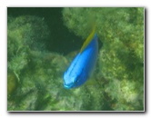 Taveuni-Island-Fiji-Underwater-Snorkeling-Pictures-025