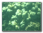 Taveuni-Island-Fiji-Underwater-Snorkeling-Pictures-026