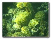 Taveuni-Island-Fiji-Underwater-Snorkeling-Pictures-028