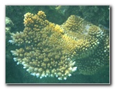 Taveuni-Island-Fiji-Underwater-Snorkeling-Pictures-030