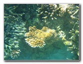 Taveuni-Island-Fiji-Underwater-Snorkeling-Pictures-031