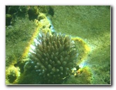Taveuni-Island-Fiji-Underwater-Snorkeling-Pictures-032