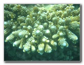 Taveuni-Island-Fiji-Underwater-Snorkeling-Pictures-033