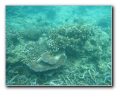 Taveuni-Island-Fiji-Underwater-Snorkeling-Pictures-034