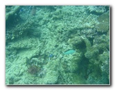 Taveuni-Island-Fiji-Underwater-Snorkeling-Pictures-035