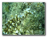 Taveuni-Island-Fiji-Underwater-Snorkeling-Pictures-036