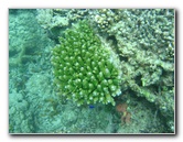 Taveuni-Island-Fiji-Underwater-Snorkeling-Pictures-038