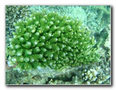 Taveuni-Island-Fiji-Underwater-Snorkeling-Pictures-039