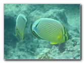 Taveuni-Island-Fiji-Underwater-Snorkeling-Pictures-041