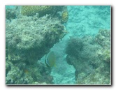 Taveuni-Island-Fiji-Underwater-Snorkeling-Pictures-043