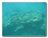 Taveuni-Island-Fiji-Underwater-Snorkeling-Pictures-044