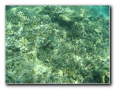 Taveuni-Island-Fiji-Underwater-Snorkeling-Pictures-045