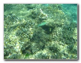 Taveuni-Island-Fiji-Underwater-Snorkeling-Pictures-046