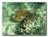 Taveuni-Island-Fiji-Underwater-Snorkeling-Pictures-048