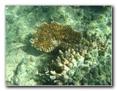 Taveuni-Island-Fiji-Underwater-Snorkeling-Pictures-048