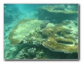 Taveuni-Island-Fiji-Underwater-Snorkeling-Pictures-051