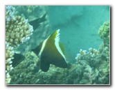 Taveuni-Island-Fiji-Underwater-Snorkeling-Pictures-067
