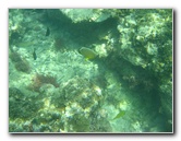 Taveuni-Island-Fiji-Underwater-Snorkeling-Pictures-080