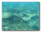 Taveuni-Island-Fiji-Underwater-Snorkeling-Pictures-083